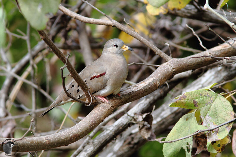 Croaking Ground Doveadult breeding, identification