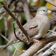 Croaking Ground Dove