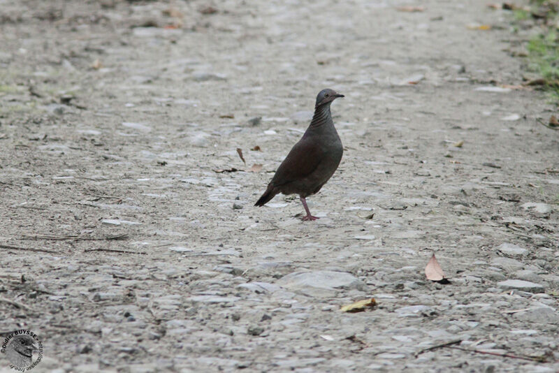 White-throated Quail-Doveadult, identification