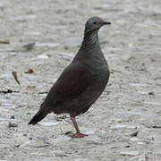 White-throated Quail-Dove