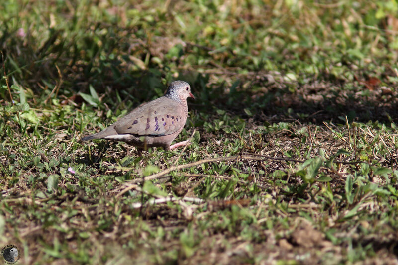 Common Ground Doveadult