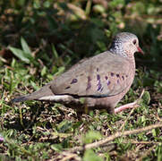 Common Ground Dove