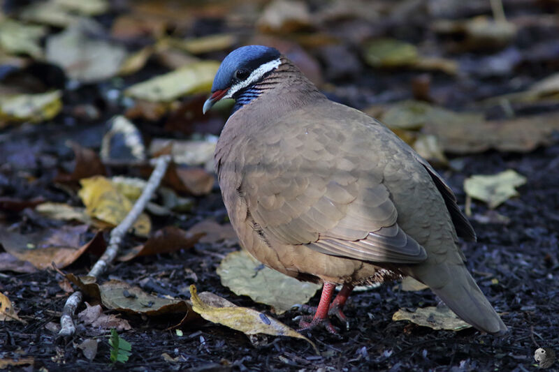 Colombe à tête bleueadulte, identification