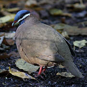 Blue-headed Quail-Dove