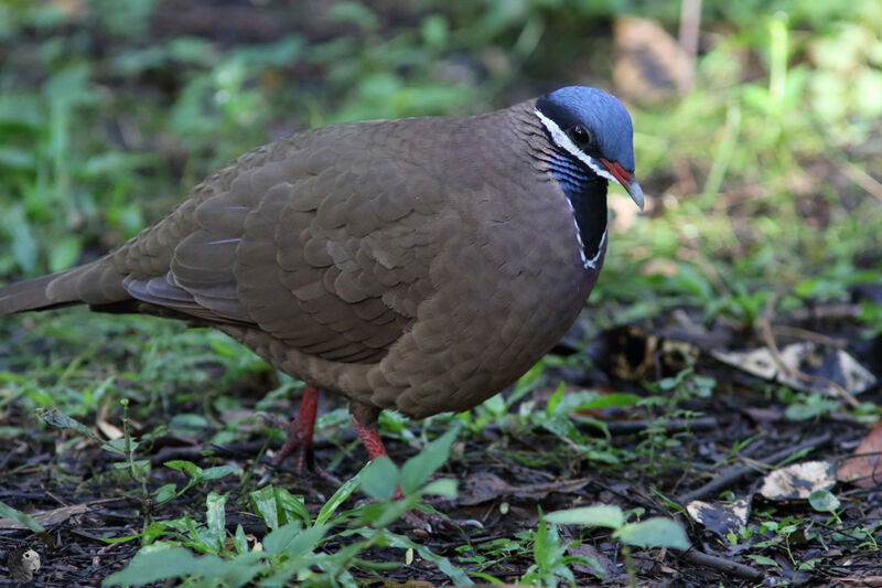 Colombe à tête bleueadulte, identification