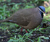 Blue-headed Quail-Dove