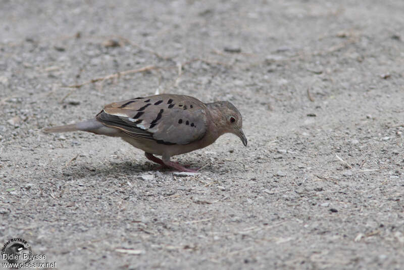 Ecuadorian Ground Dove, identification, pigmentation, fishing/hunting