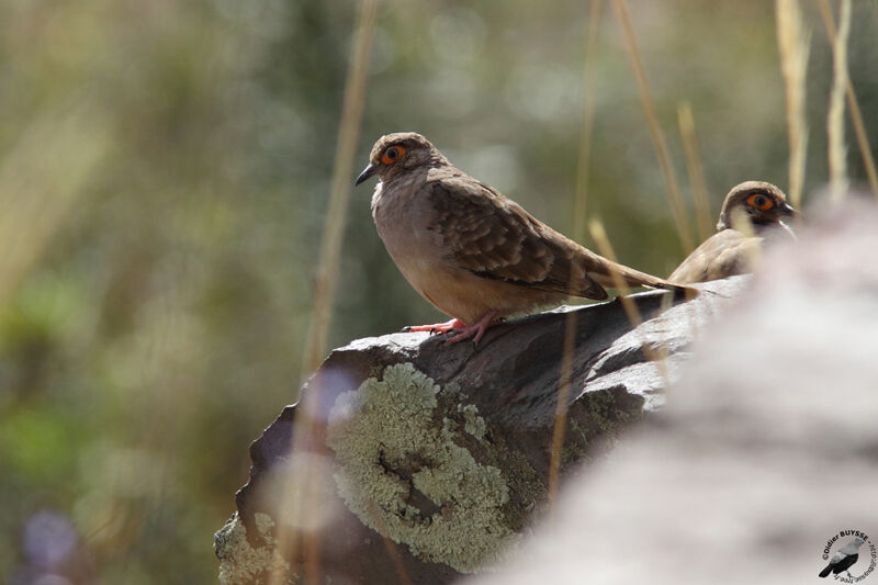 Bare-faced Ground Doveadult, identification