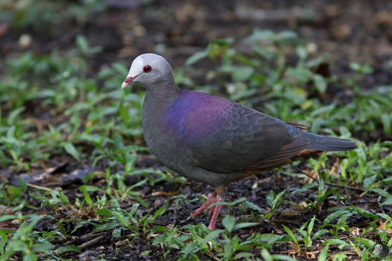 Colombe de Gundlachadulte, identification, marche