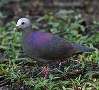 Grey-fronted Quail-Dove