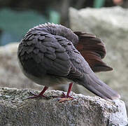 White-tipped Dove