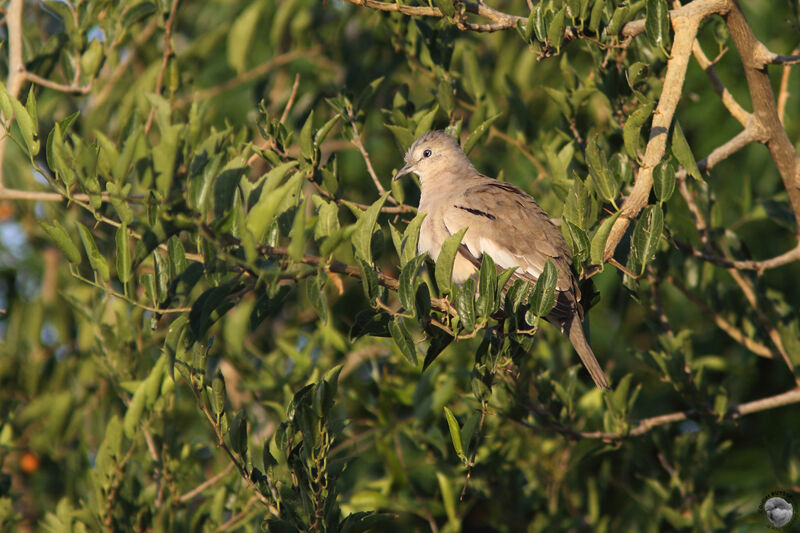 Colombe picuiadulte, identification