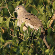 Colombe picui