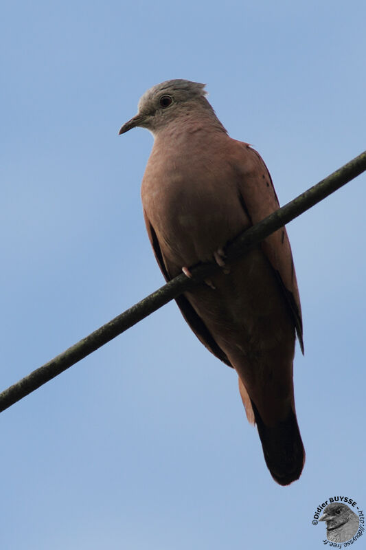 Colombe rousseadulte, identification