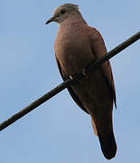 Ruddy Ground Dove