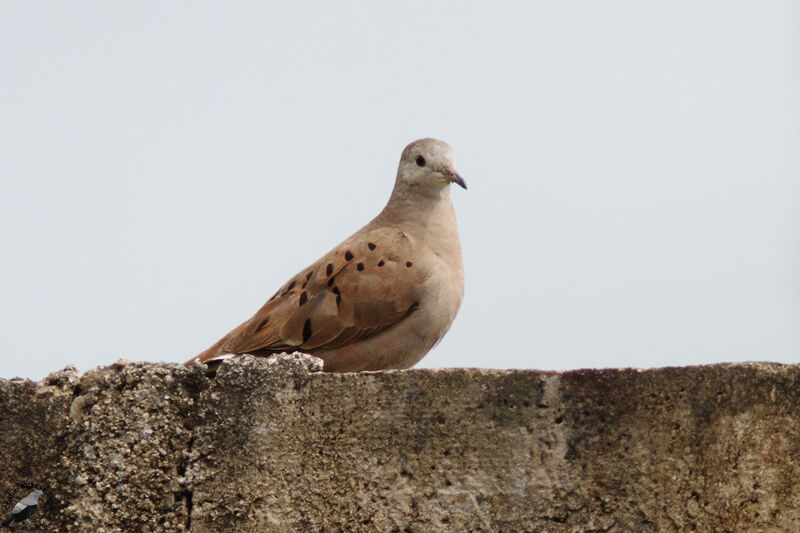 Ruddy Ground Doveadult, identification