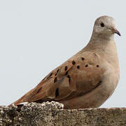 Ruddy Ground Dove