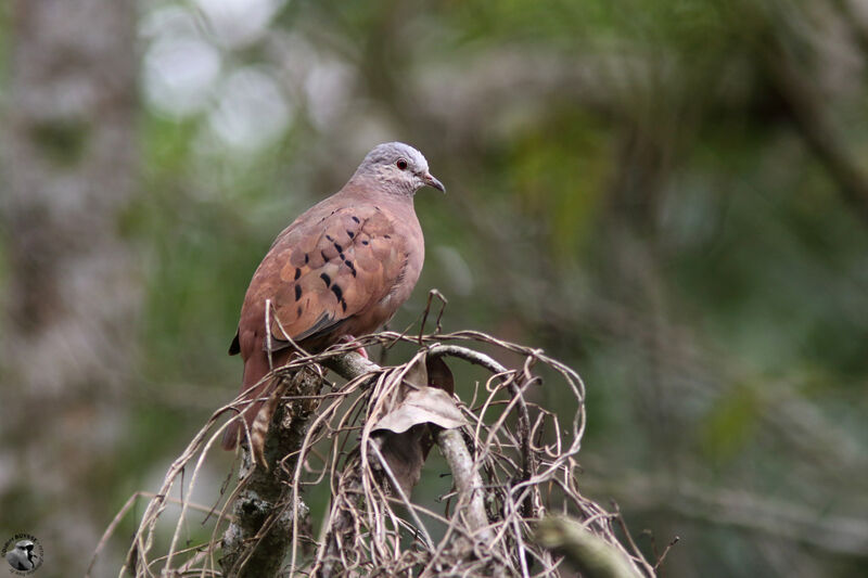 Colombe rousseadulte, identification