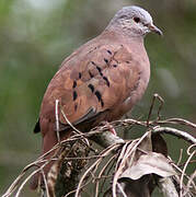 Ruddy Ground Dove