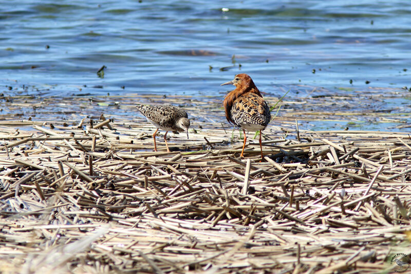 Combattant variéadulte nuptial, mange