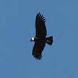 Condor des Andes