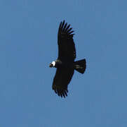 Condor des Andes