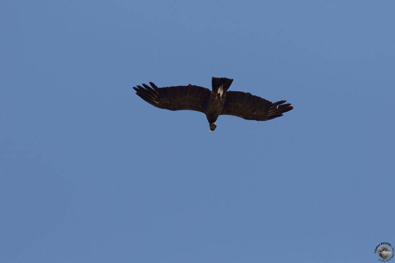 Condor des Andesadulte, Vol