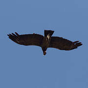 Condor des Andes