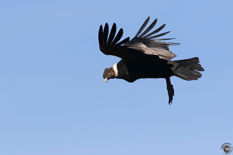 Condor des Andes mâle adulte, Vol