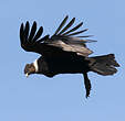 Condor des Andes