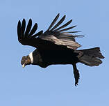 Condor des Andes