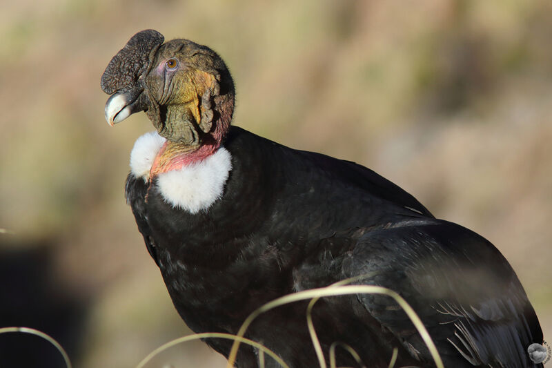 Condor des Andes mâle adulte, identification