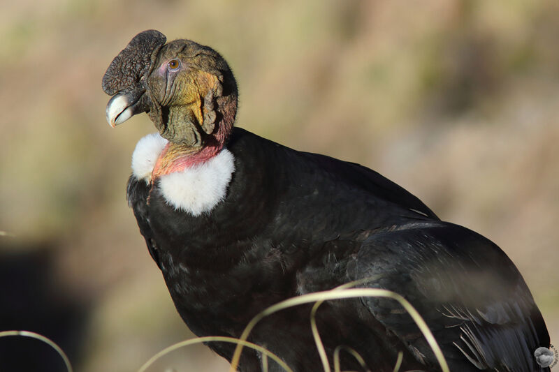 Andean Condor male adult, identification