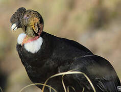 Condor des Andes