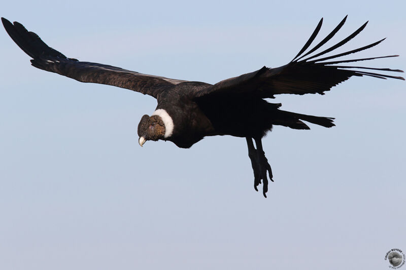 Condor des Andes mâle adulte, Vol