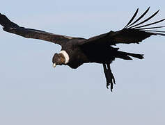 Andean Condor