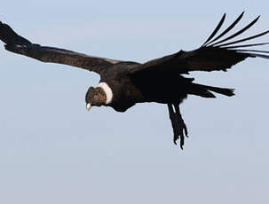 Condor des Andes