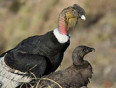 Condor des Andes