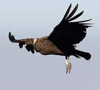 Condor des Andes