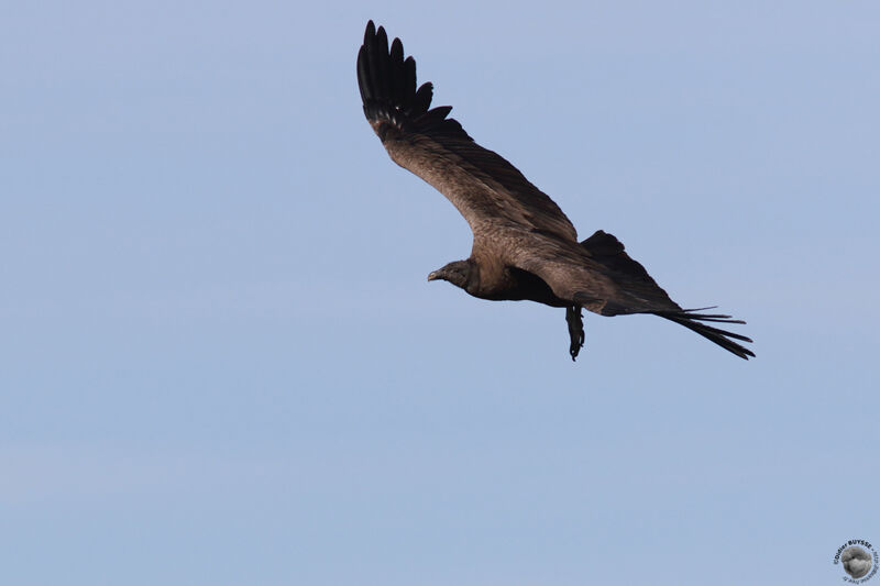 Andean Condor female juvenile, Flight