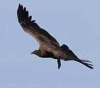 Andean Condor