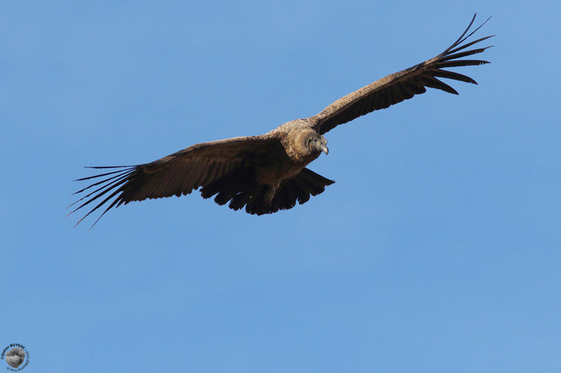 Andean Condor male juvenile, Flight