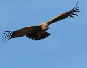 Condor des Andes