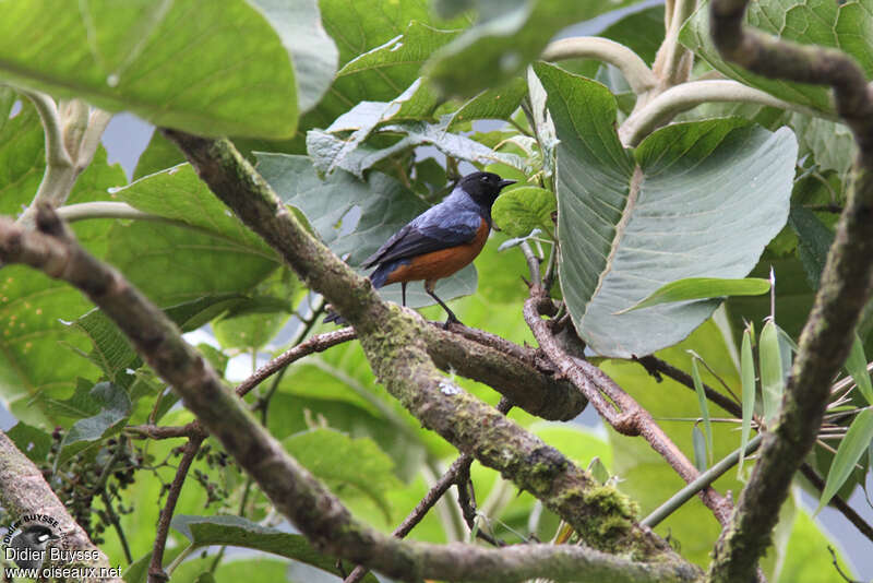 Blue-backed Conebilladult, habitat, pigmentation