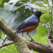 Blue-backed Conebill