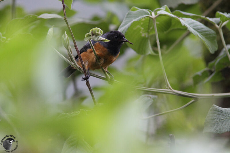 Blue-backed Conebilladult, identification