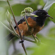 Blue-backed Conebill