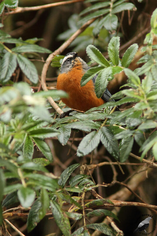 White-browed Conebilladult, identification