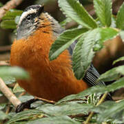 White-browed Conebill