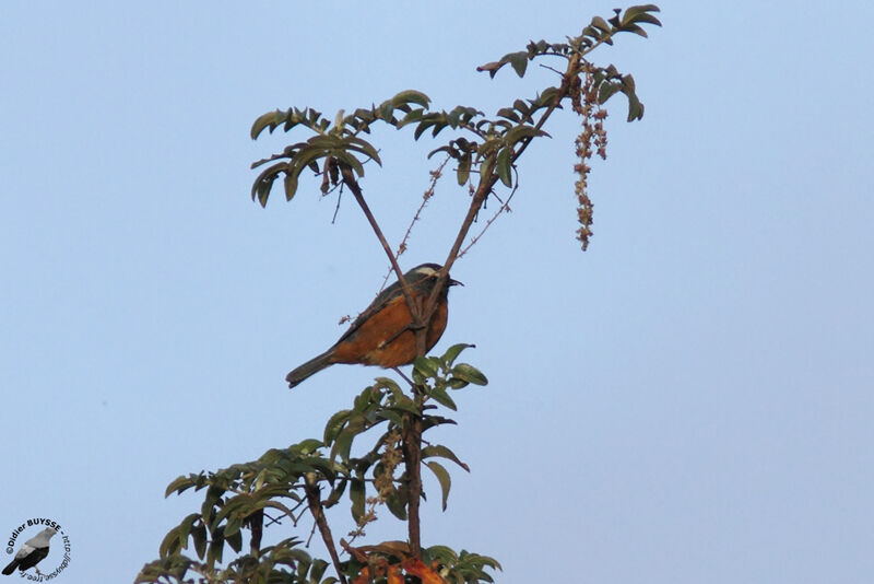 White-browed Conebilladult, identification